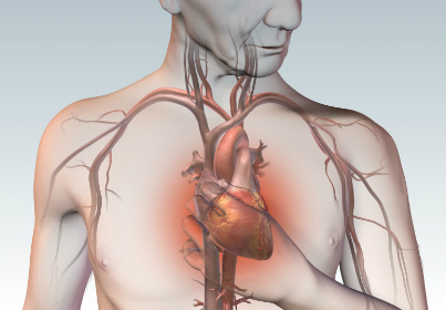Сердечная система
